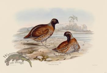 03 Chestnut-colored partridge